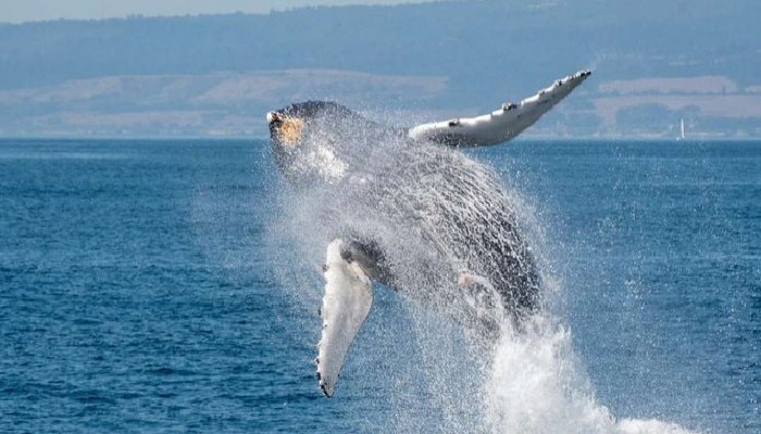 Blue Whales: সমুদ্রজল থেকে লাফিয়ে উঠল ৯০ ফুট দীর্ঘ নীল তিমি! 