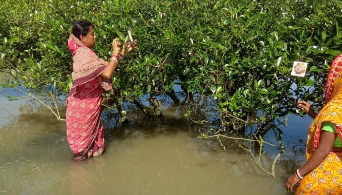 Woman ties Rakhi to mangroves in Sundarbans