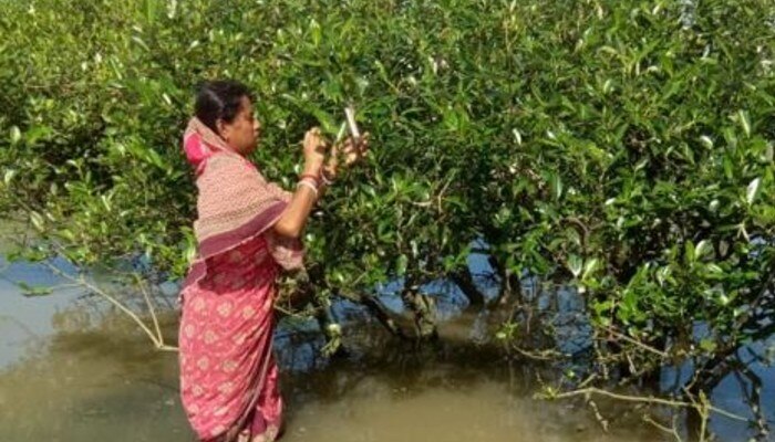 Woman ties Rakhi to mangroves in Sundarbans