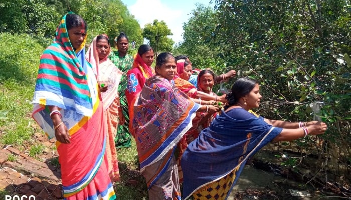 Woman ties Rakhi to mangroves in Sundarbans