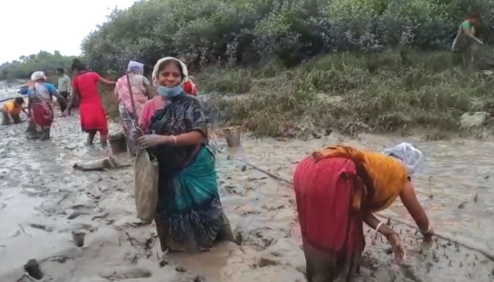 Canning: বাঁচাতে হবে সুন্দরবন, মাতলার চরে ২ লাখ ম্যানগ্রোভ বীজ রোপণে এগিয়ে এলেন মহিলারা