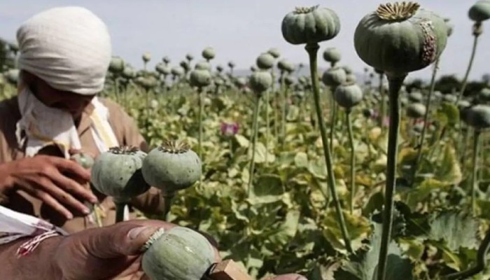  raw opium: আফিম