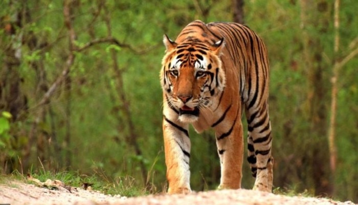 Sunderbans:  কাঁকড়া ধরতে গিয়ে প্রাণহানি! নৌকা থেকে মৎস্যজীবীকে তুলে নিয়ে গেল বাঘ