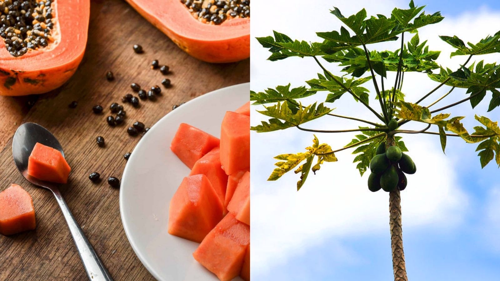 Papaya saplings