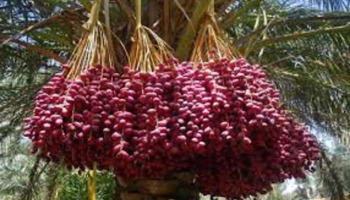 Date palms for constipation