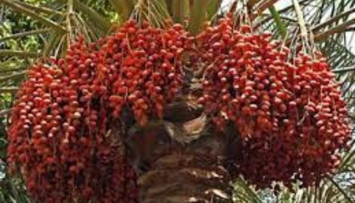 Eat Date palms everyday