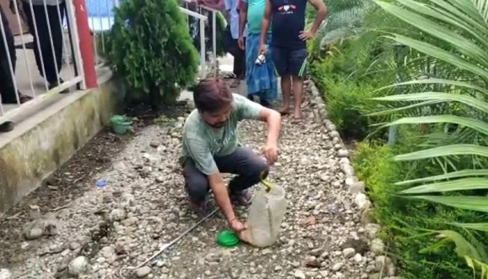 Green Pit Viper snake rescued from a resort at Malbazar
