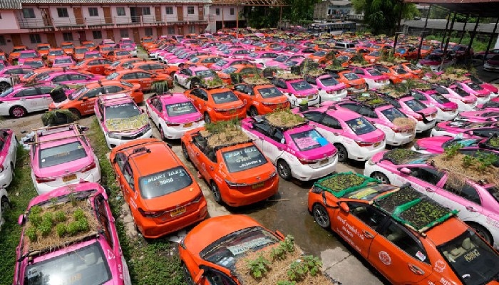 vegetables grow on car