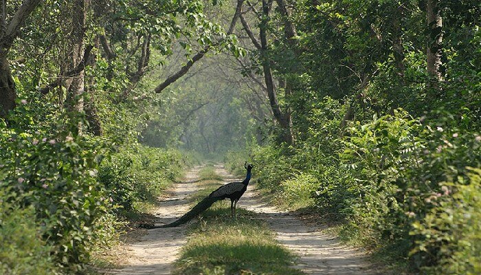 wildlife in forest road 