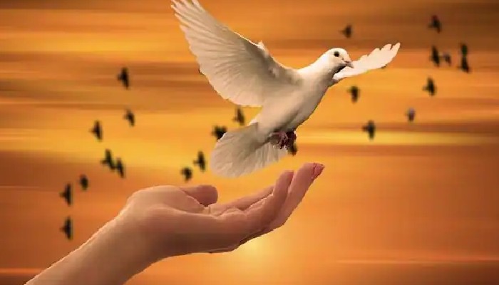 International Day Of Peace 2021: শান্তির খোঁজে ব্যাকুল বিশ্ব 