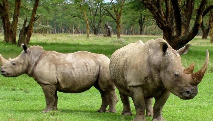 Species Of Rhinoceros