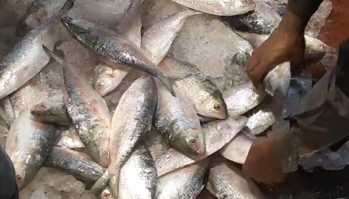 Hilsa: অন্তত ভাইফোঁটা পর্যন্ত নিশ্চিন্ত, কলকাতার বাজারে ইলিশের ছড়াছড়ি, দাম শুনলে চমকে যাবেন