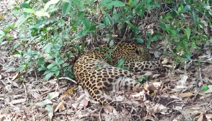 Jhargram: অবশেষে &#039;বাঘবন্দি&#039;, ডিয়ার পার্কের জঙ্গলেই লুকিয়ে ছিল চিতাবাঘ