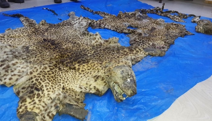 Skin and tail of leopard recovered in Kolkata