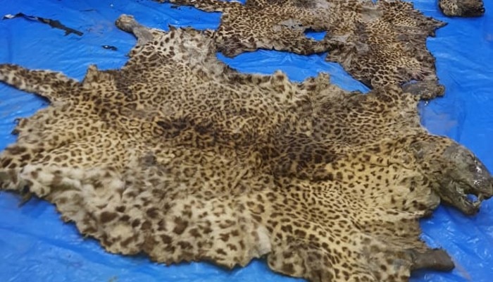 Skin and tail of leopard recovered in Kolkata