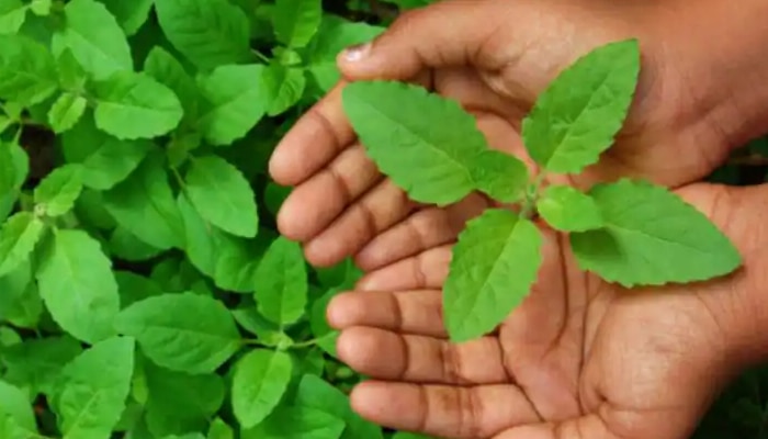 Benefits in Basil Leaves