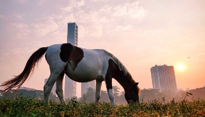 Pre Winter in Kolkata