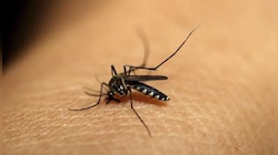 Dengue-Malaria Disease: বাড়ছে ডেঙ্গি-ম্যালেরিয়ার প্রকোপ, ঘরোয়া উপায়েই সতর্ক হোন