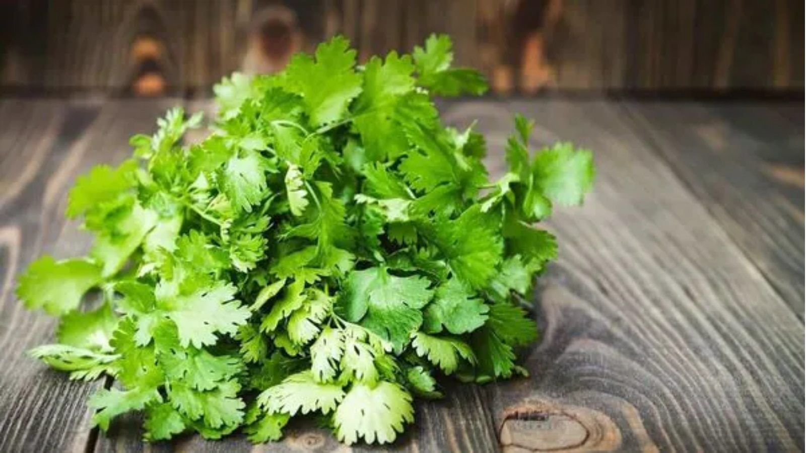 Coriander Benefits: ধনেপাতা খেতেই শুধু সুস্বাদু নয়, জেনে নিন কী গুণাগুণ