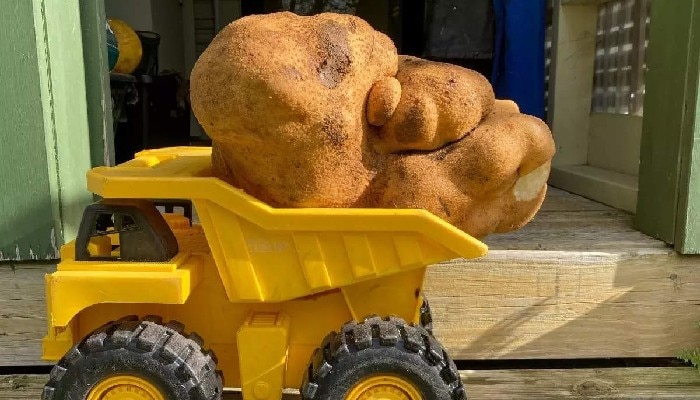 Heaviest Potato: একটি আলুই ৮ কেজি! &#039;সব চেয়ে বড় আলু&#039; দাবি কৃষকদম্পতির