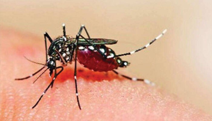 Dengue: রাজ্যে বাড়ছে ডেঙ্গি আক্রান্তের সংখ্যা, নজরে ৩ জেলা