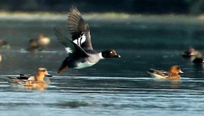 bird saving 