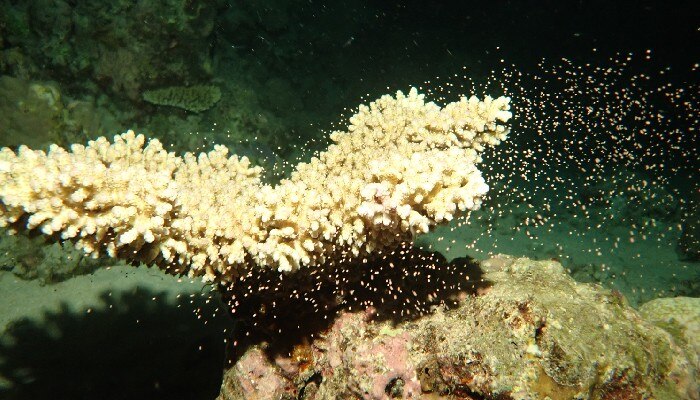 coral ecosystem 