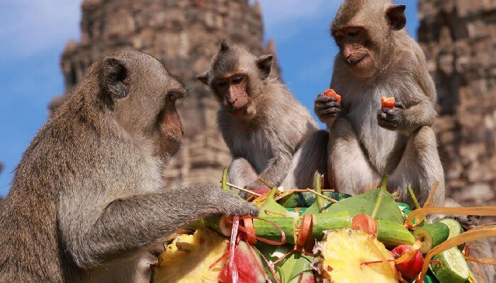 Monkey Festival: বানর উৎসব! কিষ্কিন্ধ্যায় নয়, থাইল্যান্ডে