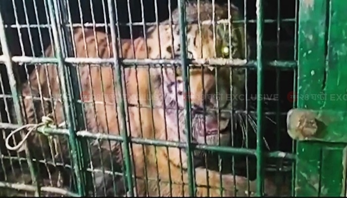 Kultali: রাত বাড়তেই শোনা গেল গর্জন! অবশেষে খাঁচাবন্দি Royal Bengal Tiger 