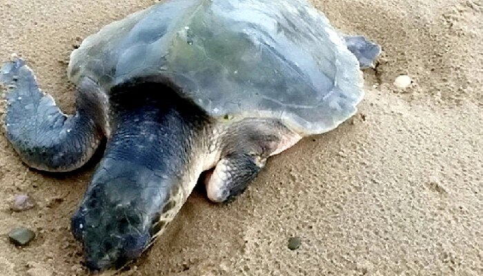 Rare Sea Turtle: কড়া ঠান্ডার মধ্যে ৪০০০ মাইল পাড়ি দিল বিরল প্রজাতির কচ্ছপ! কেন?