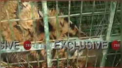 ঘুমপাড়ানি গুলিতে কাবু, ৬ দিন পর বাগে কুলতলির বাঘ