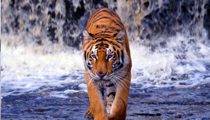 Video: সুন্দরবনে পর্যটকের লঞ্চের পাশে ঘুরছে Royal Bengal Tiger!