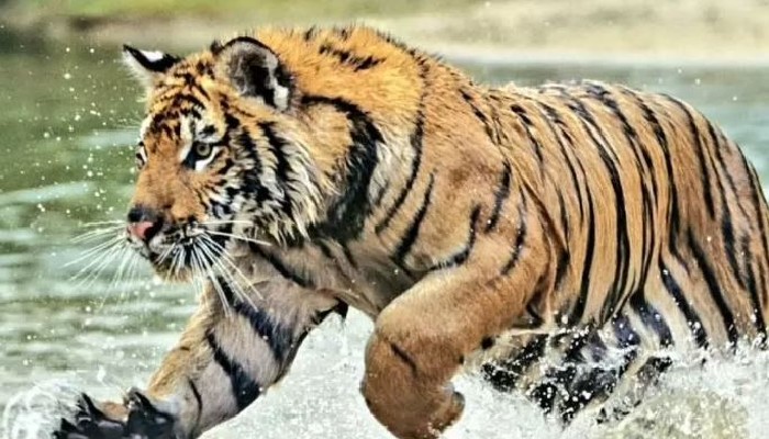 Royal Bengal Tiger: গোসাবায় বাঘের হামলায় জখম বনকর্মী; কুলতলিতে বেঁচে ফিরলেন ২ মৎস্যজীবী Royal Bengal Tiger: গোসাবায় বাঘের হামলায় জখম বনকর্মী; কুলতলিতে বেঁচে ফিরলেন ২ মৎস্যজীবী