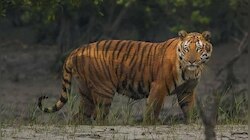 ৪ দিন পর বাঘ ফিরল নিজ ডেরায়, স্বস্তিতে গোসাবাবাসী
