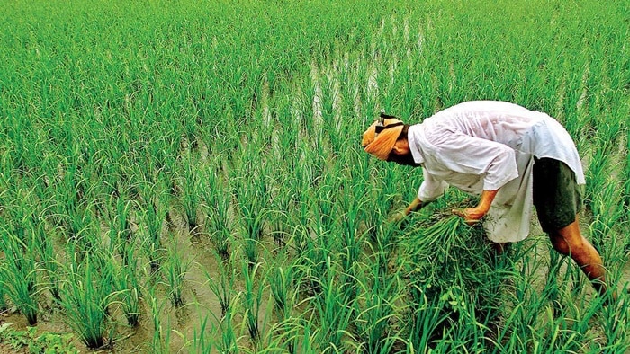  PM Kisan Yojana- প্রকল্পে সমস্যা, ৭ লক্ষ কৃষককে ফেরত দিতে হবে টাকা