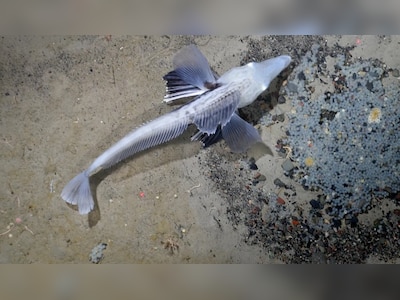 Soguvchining erotik surati