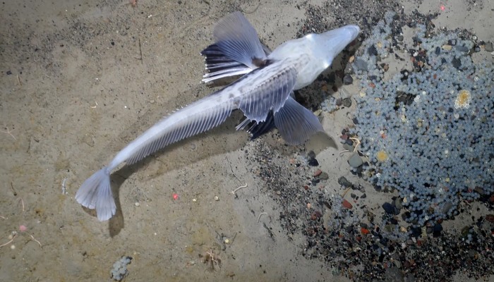 Polsha porno video keksa odamlar Soguvchining erotik surati