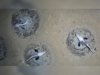 Erkak ustida ayol jinsiy aloqa video