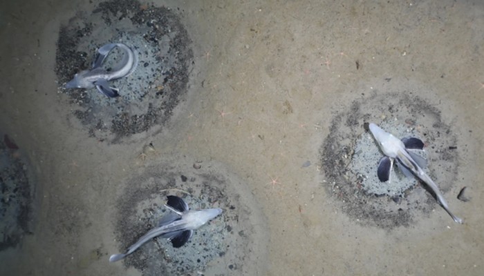 Uch dukkakli porno fotosuratlar Erkak ustida ayol jinsiy aloqa video