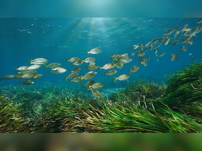 Katta kokrakli yalangoch qora tanli ayollar fotosuratlari