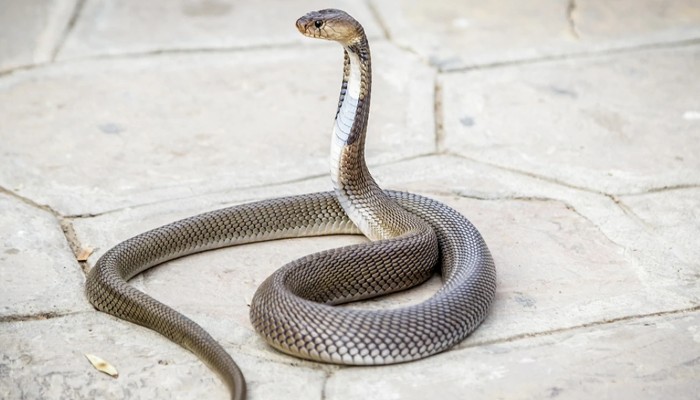Snakes Signs: সাপের স্বপ্ন দেখেছেন? জানেন, আপনার জন্য কী অপেক্ষা করছে? Snakes Signs: সাপের স্বপ্ন দেখেছেন? জানেন, আপনার জন্য কী অপেক্ষা করছে?