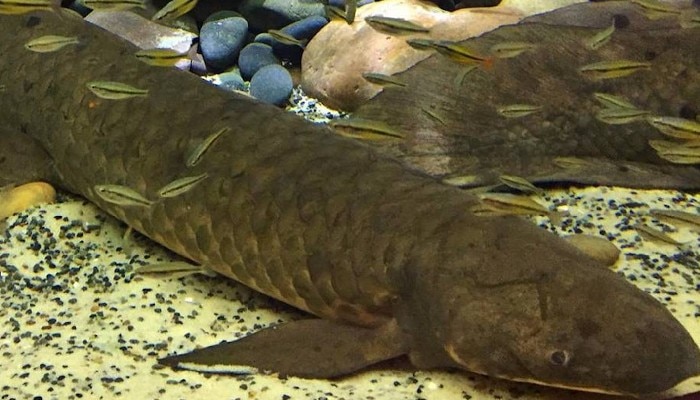 World&#039;s Oldest Living Aquarium Fish: অ্যাকোয়ারিয়াম ফিশের মধ্যে বিশ্বের সব চেয়ে বয়স্ক মাছ