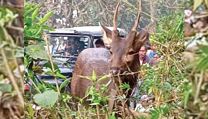 Deer Rescued: ঘিরে ধরেছিল কুকুরের দল, চালসায় উদ্ধার পূর্ণবয়স্ক সম্বর হরিণ 