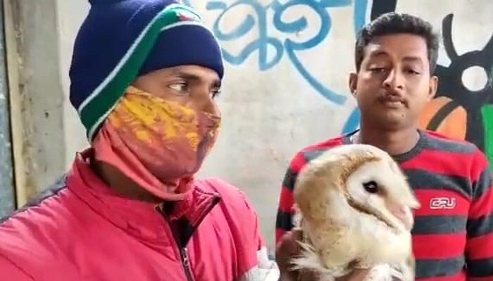 Brown Owl recovered from TMC Party office in Hooghly