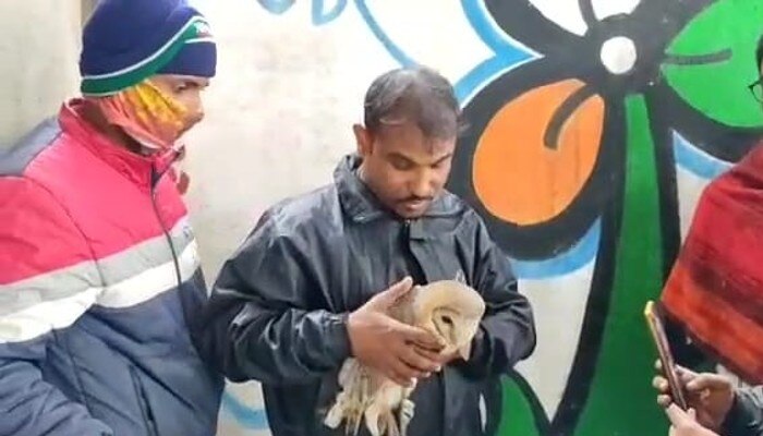 Brown Owl recovered from TMC Party office in Hooghly