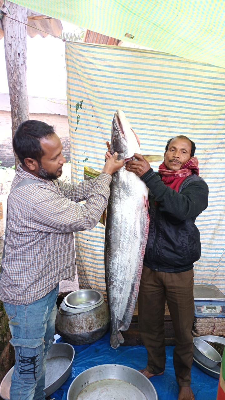 Teesta Fish 4