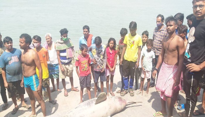 Gangetic dolphin died