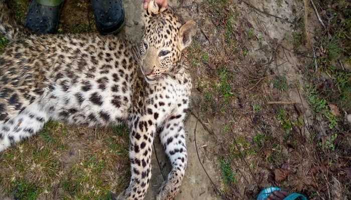 Leopard Killed: শিলিগুড়িতে চিতাবাঘ &#039;খুন&#039; করে মাংস খাওয়ার অভিযোগ! গ্রেফতার ২ 