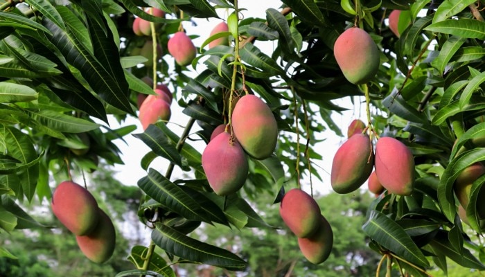 Mangoes in Mail