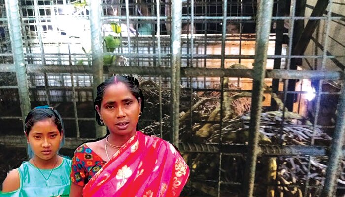 Leopard Captured: ছাগলের লোভে শোয়ার ঘরে হানা চিতাবাঘের, কোনওক্রমে বাঁচল মা-মেয়ে